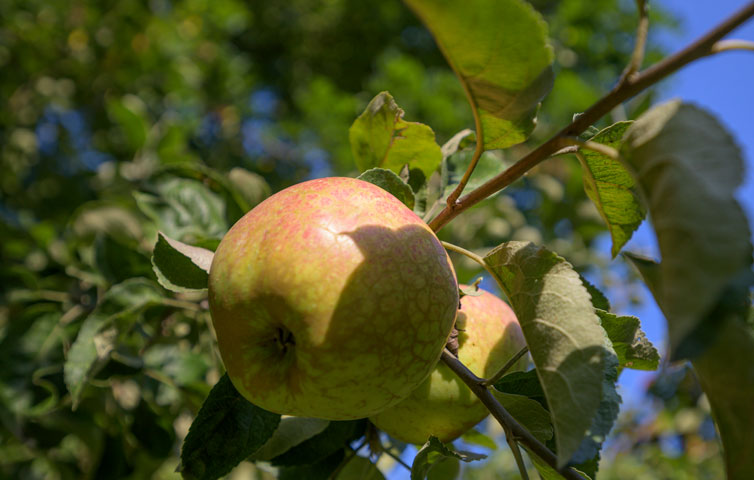 Frisches Obst